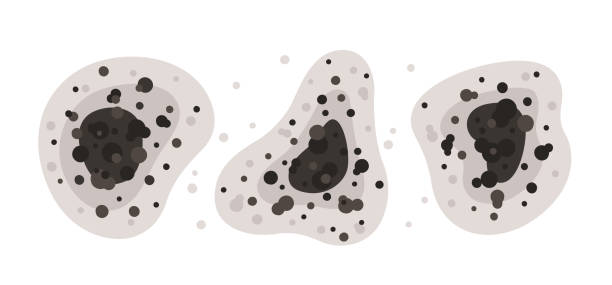 Best Comprehensive Air Testing for Mold Contaminants  in Boston Heights, OH