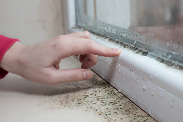 Best Mold Removal for HVAC Installations  in Boston Heights, OH